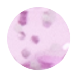 C15 LILAS PAILLETTE